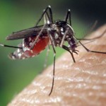 Dengue fever epidemic likely to be more severe next year
