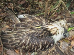 Philippine Eagle found dead in Davao/ IMAGE from Philippine Eagle Foundation