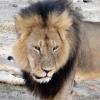 US Dentist and hunter charged of killing Cecil the Lion