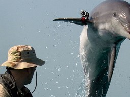 Hamas captured dolphin