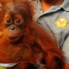 Baby orangutan for sale in Facebook, Man arrested