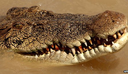 Crocodile attacks in Australia, boy feared dead