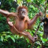 Malaysian Borneo: an exotic adventure trip