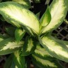 FACEBOOK: poisonous house plant, is ‘Dumb Cane’ plant dangerous or a hoax?