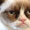View viral video Grumpy Cat makes everyone smile