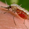 Asia: Malaria death rate 2013 and symptoms, new vaccine ‘treatment’