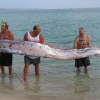 Longest giant fish, Oarfish found dead: facts, habitat, pictures and video