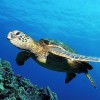 Vietnamese poachers caught with 300 turtles in Philippines