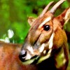 Rare endangered saola spotted in Vietnam