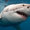 Shark kills man in western Australia