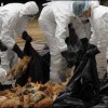 Bird flu 2013 News Update, Chinese woman died