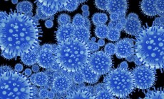Influenza Virus leads to death