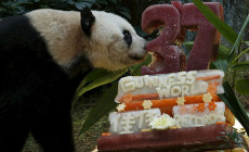 World’s Oldest Panda in Captivity Celebrates 37th Birthday