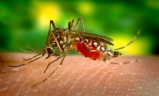 West Nile Virus present in Mosquitoes