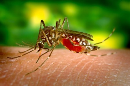 West Nile Virus present in Mosquitoes