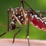 Two-year pregnancy warning in El Salvador due to Zika virus risk