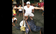 PHILIPPINES: Sea Turtle caught in Samar went viral